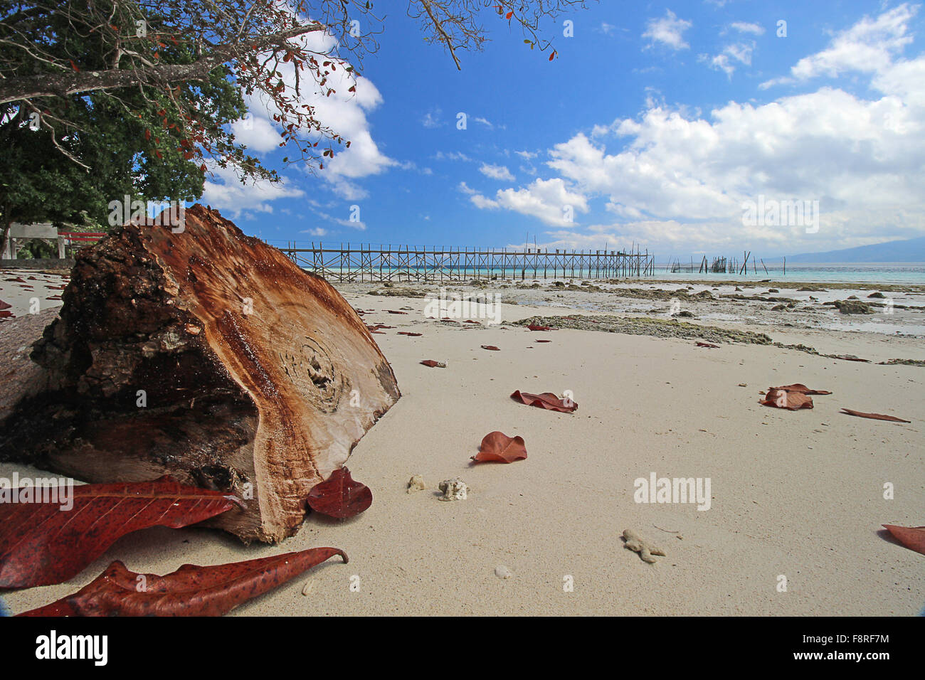 Baumstamm an einem Strand, Liang, Molukken, Indonesien Stockfoto