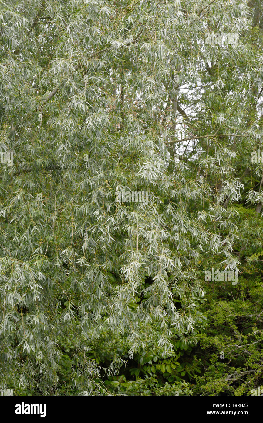 Silberweide, Salix Alba, Blätter an einem Baum neben der Kennet und Avon Kanal, Juni Stockfoto