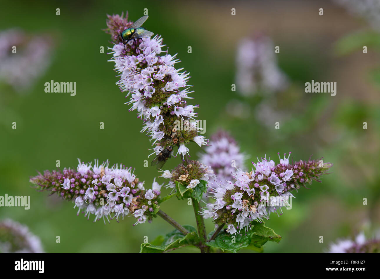 Minze, Mentha Spicata, Blume der Minze Kraut in der Küche und Beilagen, Berkshire, August Stockfoto