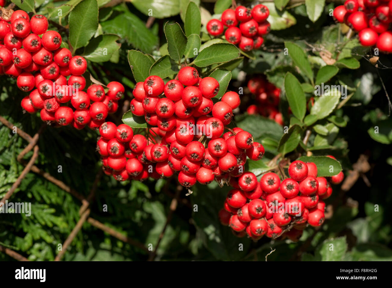 Leuchtend rote Masse der Beeren am Feuerdorn, Pyracantha Coccinea, Garten Strauch im Herbst, Berkshire, September Stockfoto