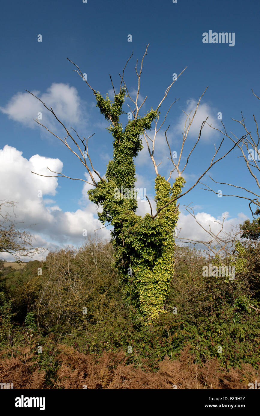 Lange toter Baum gekleidet in Efeu, Hedera Helix und Forning einen Lebensraum für Vögel und Wirbellose, Devon, Oktober Stockfoto