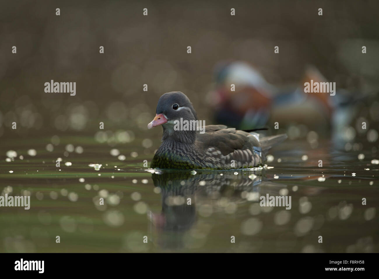 Ein Paar Mandarin Ente / Mandarinente ( Aix galericulata ) schwimmt zwischen schönen Lichtreflexionen, nähert sich, Tierwelt, Europa. Stockfoto