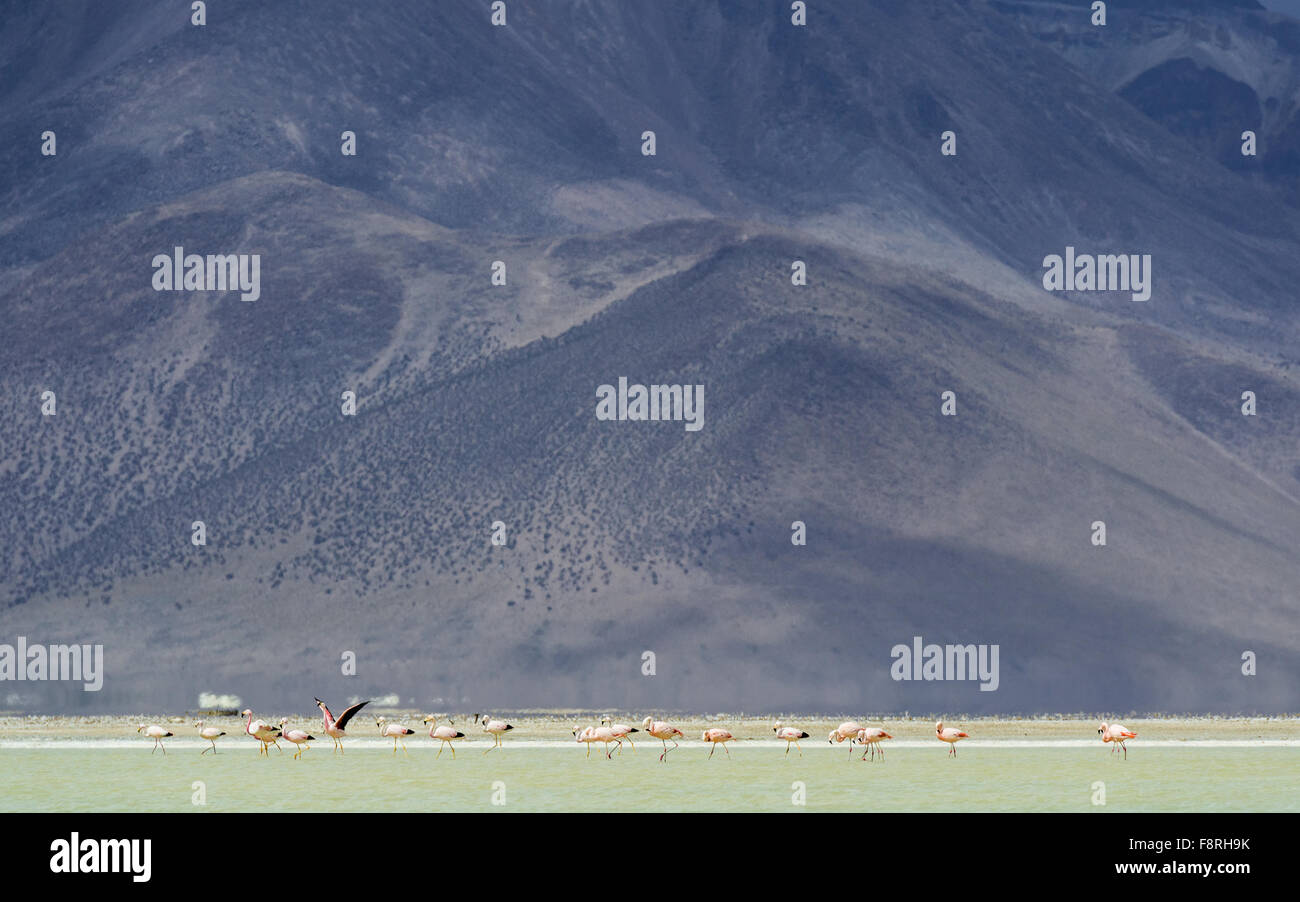 Flamingos auf den Salar de Surire, Chile Stockfoto