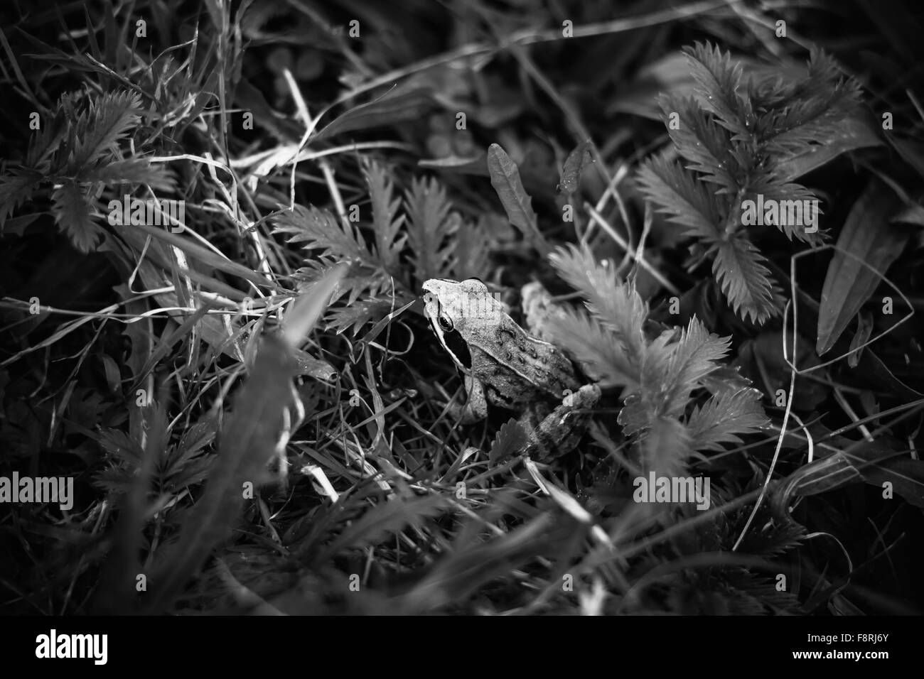 Frosch im Rasen. Farben schwarz und weiß. Stockfoto