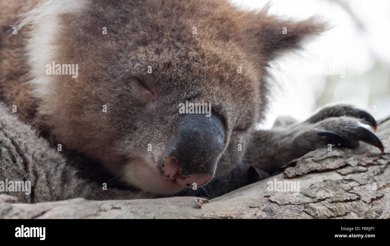 Nahaufnahme eines schlafenden Koalas in einem Baum, Kennet River, Victoria, Australien Stockfoto