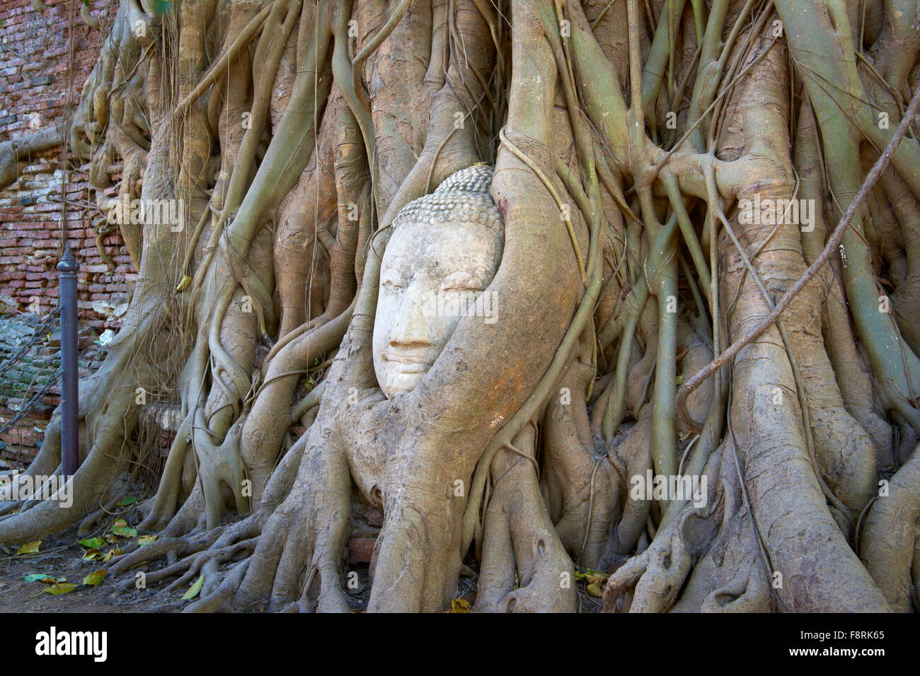Thailand - Ayutthaya, Tempel Wat Mahathat, eine Buddha-Kopf mit Baumwurzeln überwachsen Stockfoto