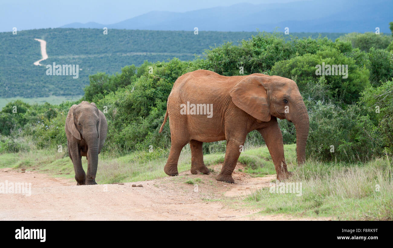 Zwei afrikanische Elefanten Wandern in Road, Aberdeen Plain, Eastern Cape, Südafrika Stockfoto