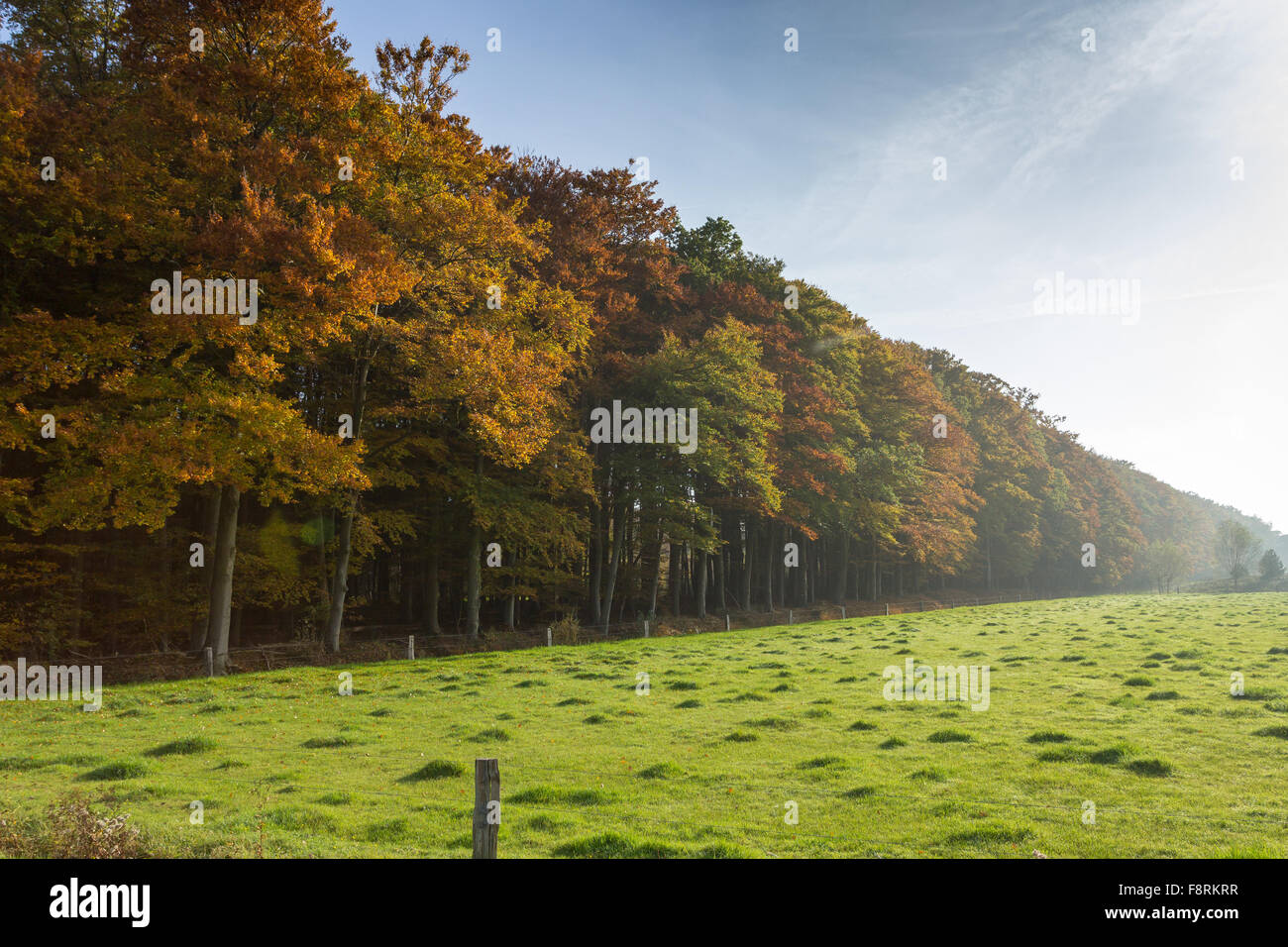 Herbstliche Bäume in einer Reihe, Niederlande Stockfoto