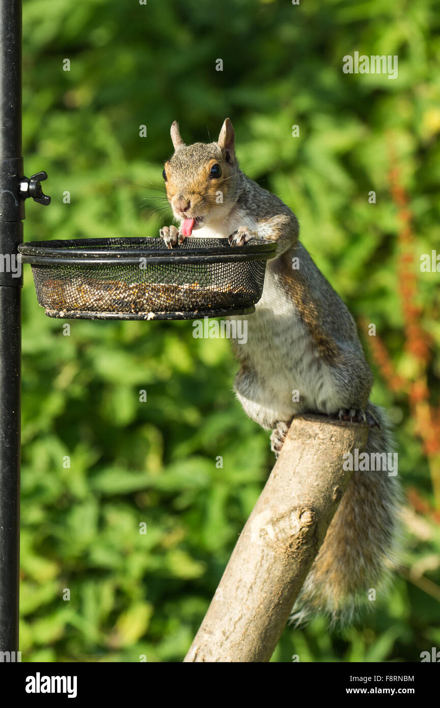 Graue Eichhörnchen mit der Zunge heraus Stockfoto
