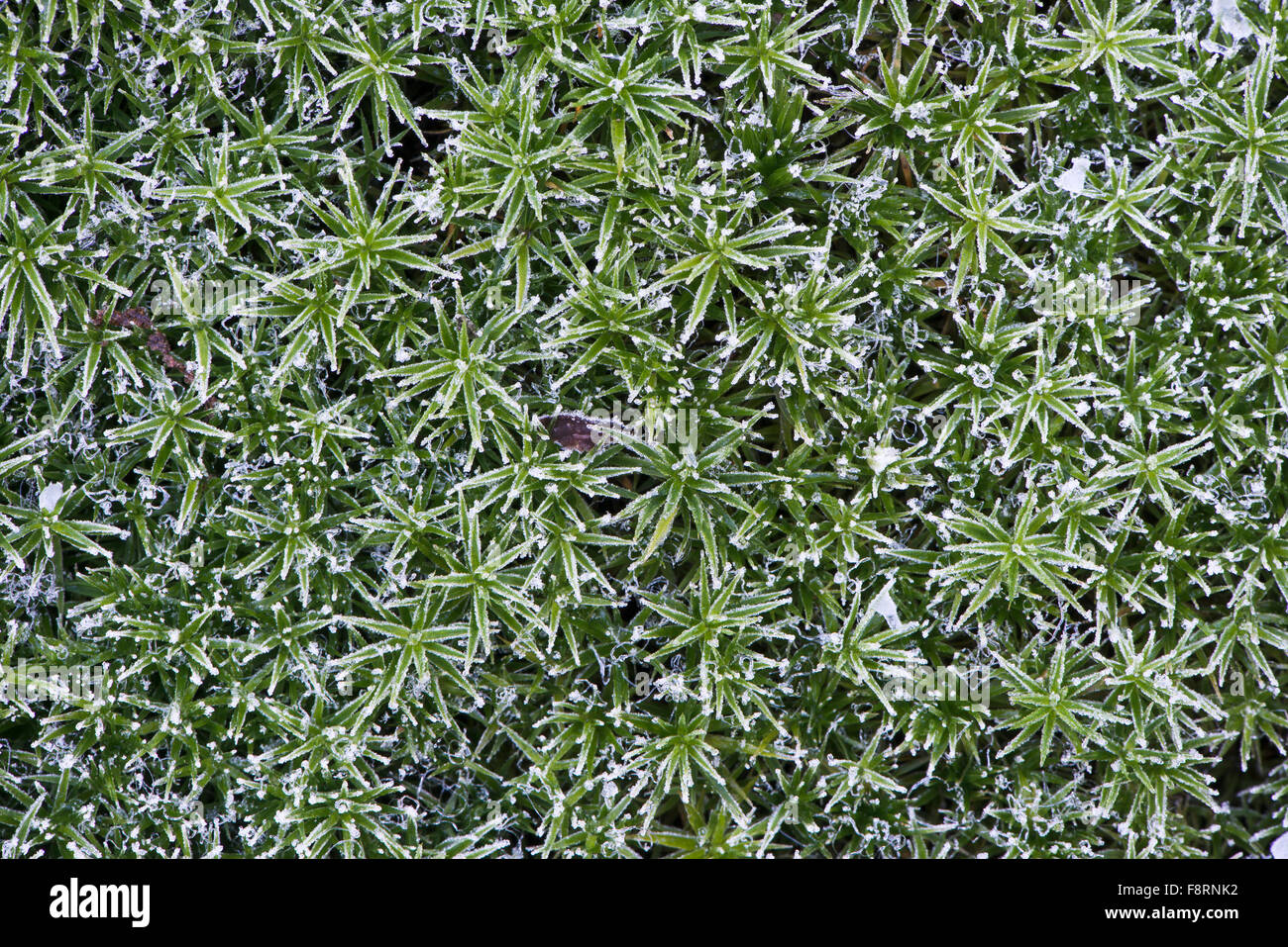 Großer Goldilocks (Polytrichum Commune) mit Raureif, Niedersachsen, Deutschland Stockfoto