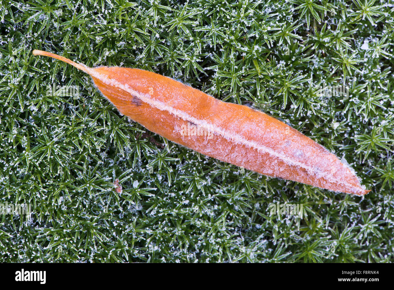 Schwarze Kirsche (Prunus Serotina) Blatt und großer Goldilocks (Polytrichum Commune) mit Raureif, Niedersachsen, Deutschland Stockfoto