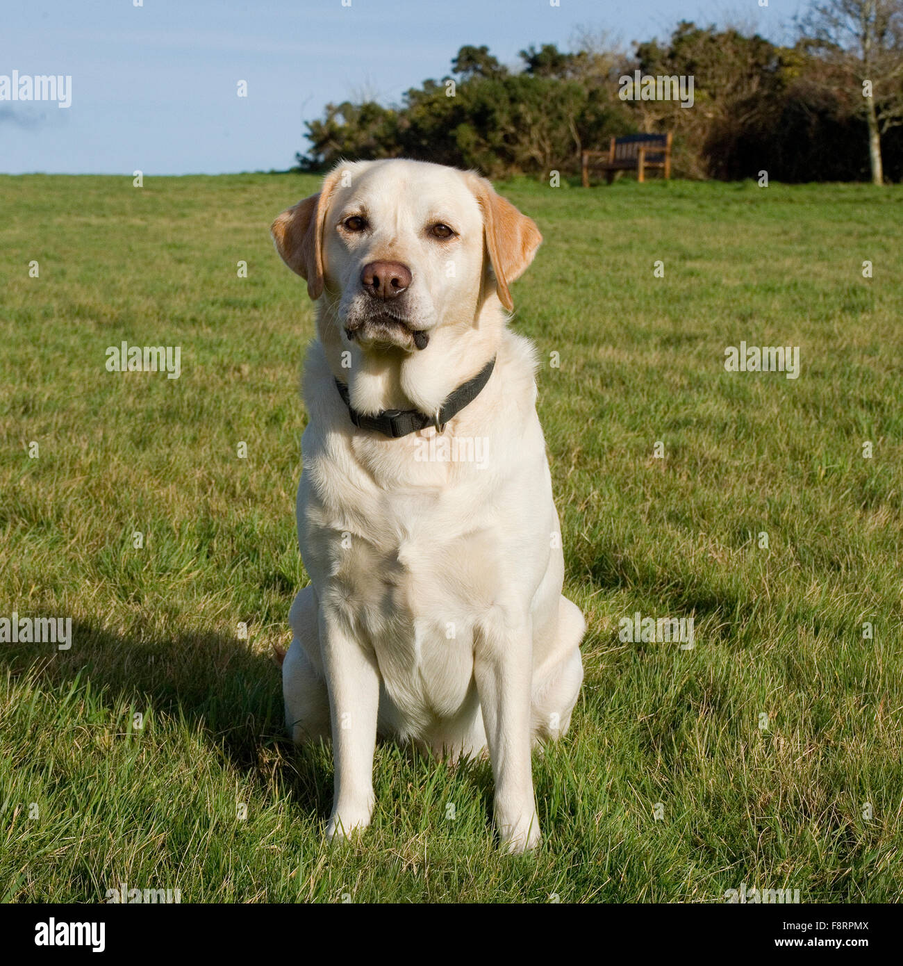 Labrador retriever Stockfoto