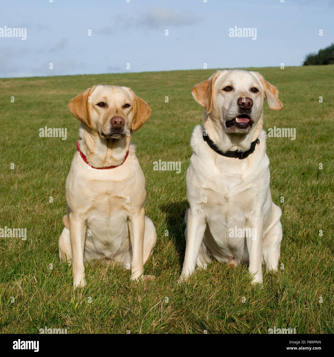zwei gelbe Labrador retriever Stockfoto