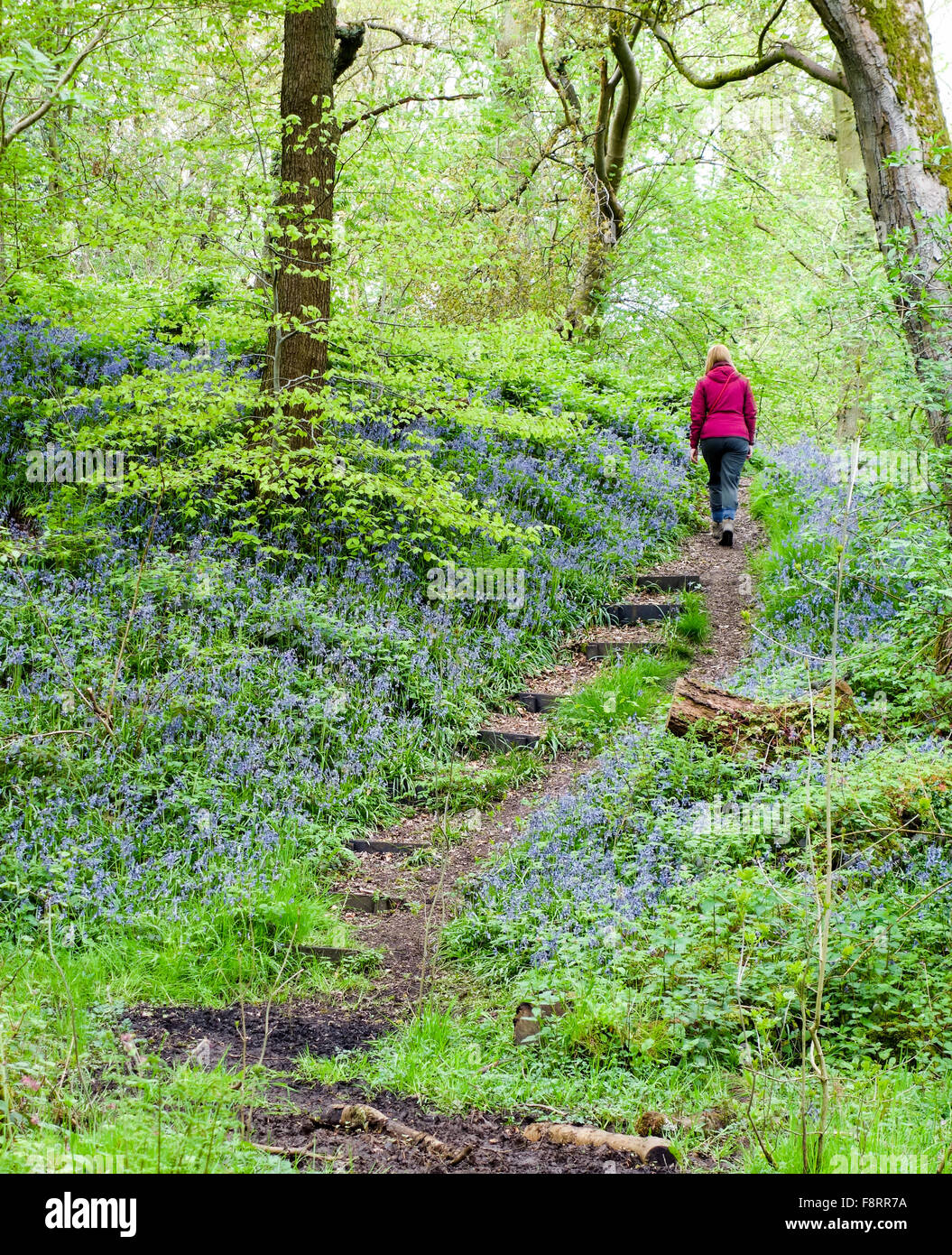 Eine Frau, die im Parrot's Drumble Nature Reserve, Talke Pits, Stoke on Trent, Staffordshire, England, Großbritannien, durch die Frühlings-Bluebells geht Stockfoto