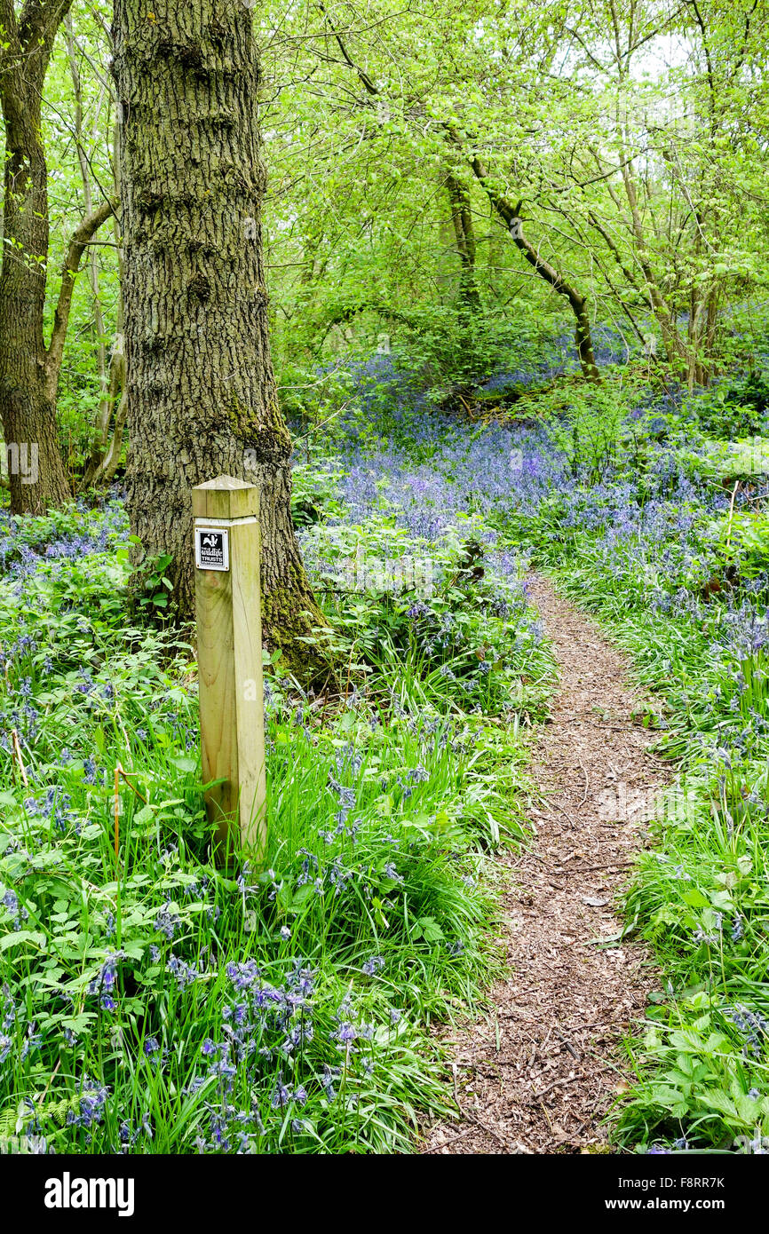 sign post spring Bluebells Hyacinthoides non-scripta Parrot's Drumble Nature Reserve Talke Pits Stoke on Trent, Staffordshire, England, UK Stockfoto