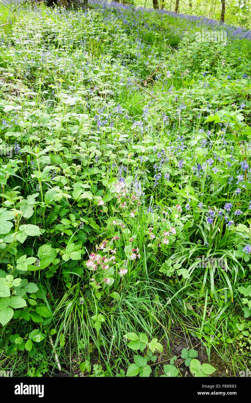 Spring Bluebells Hyacinthoides non-scripta Parrot's Drumble Nature Reserve Talke Pits Stoke on Trent, Staffordshire, England, Großbritannien Stockfoto