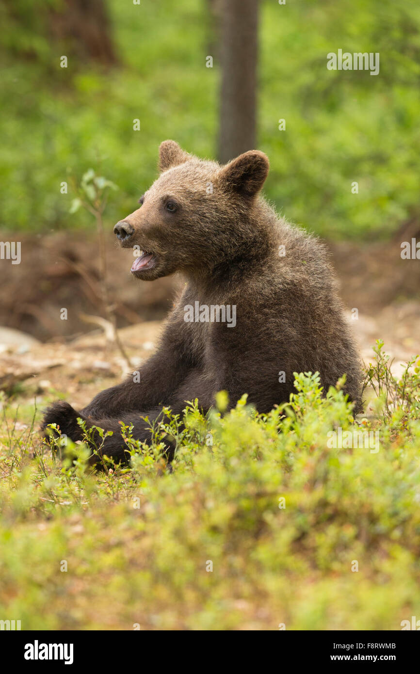 Europäischer Braunbär (Ursus Arctos), Jungtiere. Stockfoto
