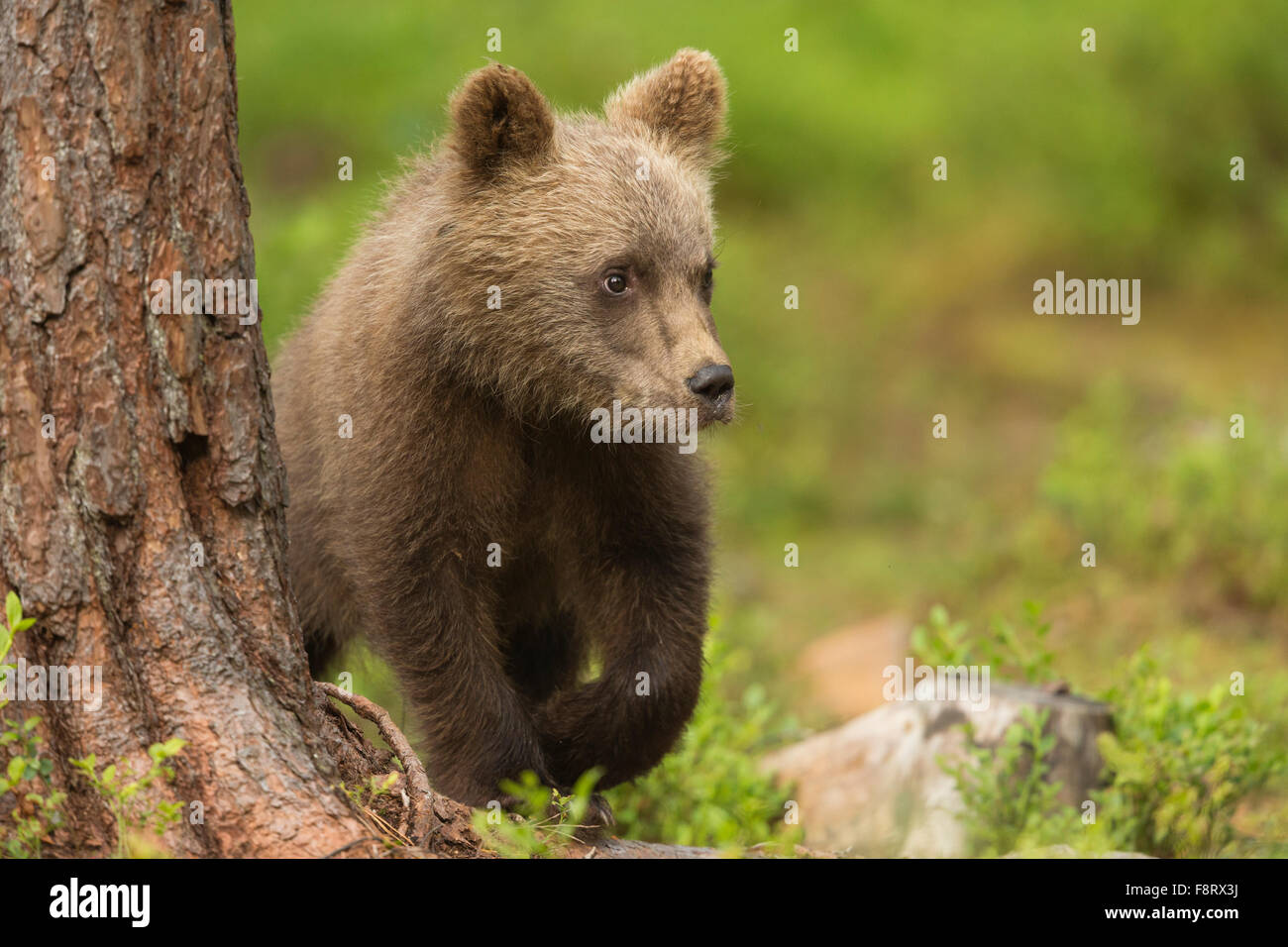 Europäischer Braunbär (Ursus Arctos), Jungtiere. Stockfoto