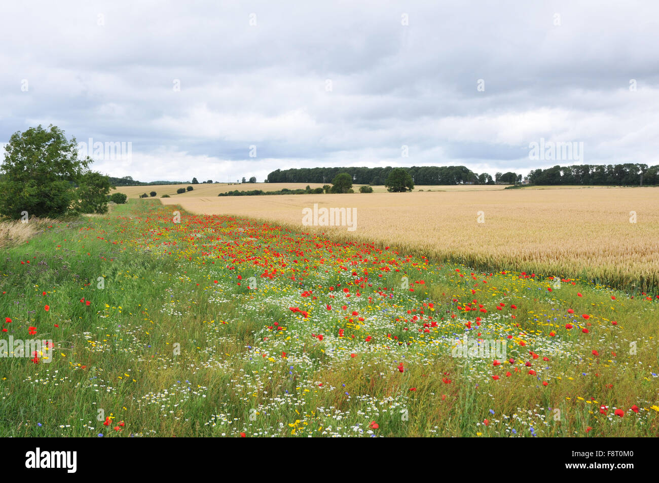Grenze von Feld zeigt natürliche Wildblumen Stockfoto