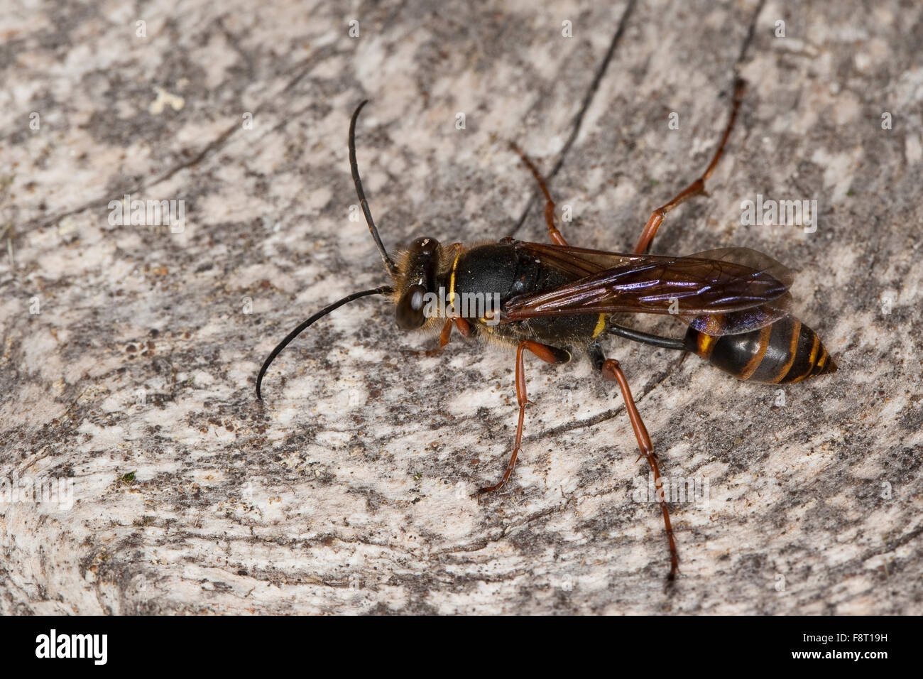 Schlamm Dauber, Schlamm Wespe, Orientalische Mauerwespe, Asiatische Lehmtopfwespe, Mörtelwespe, Sceliphron Curvatum, Pelopoeus Curvatus Stockfoto