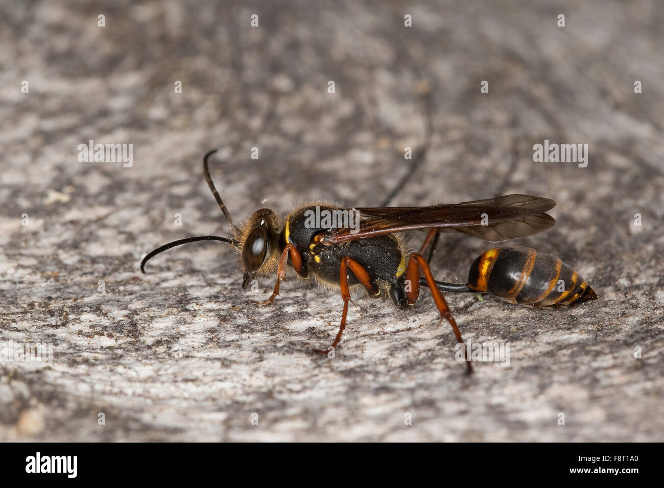 Schlamm Dauber, Schlamm Wespe, Orientalische Mauerwespe, Asiatische Lehmtopfwespe, Mörtelwespe, Sceliphron Curvatum, Pelopoeus Curvatus Stockfoto