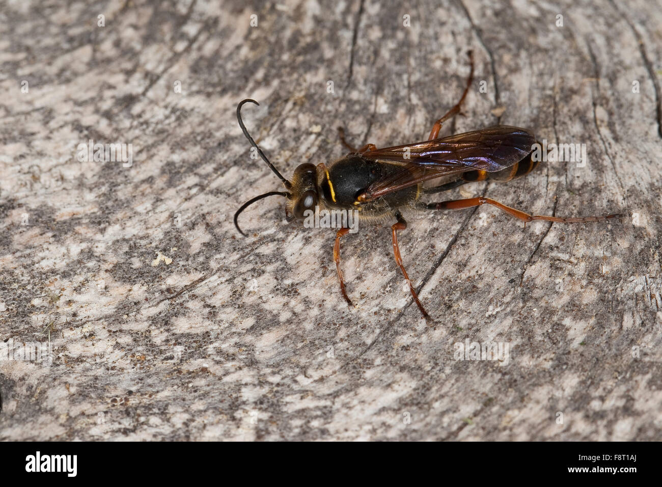 Schlamm Dauber, Schlamm Wespe, Orientalische Mauerwespe, Asiatische Lehmtopfwespe, Mörtelwespe, Sceliphron Curvatum, Pelopoeus Curvatus Stockfoto
