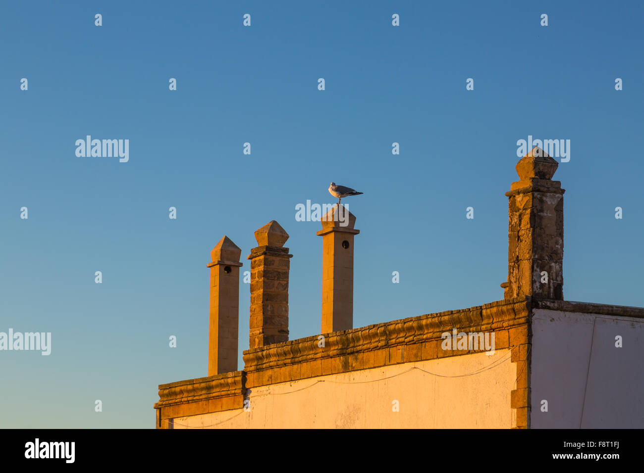 Möwe auf dem Dach der Häuser entlang der Atlantikküste Afrikas. Essaouira, Marokko. Stockfoto