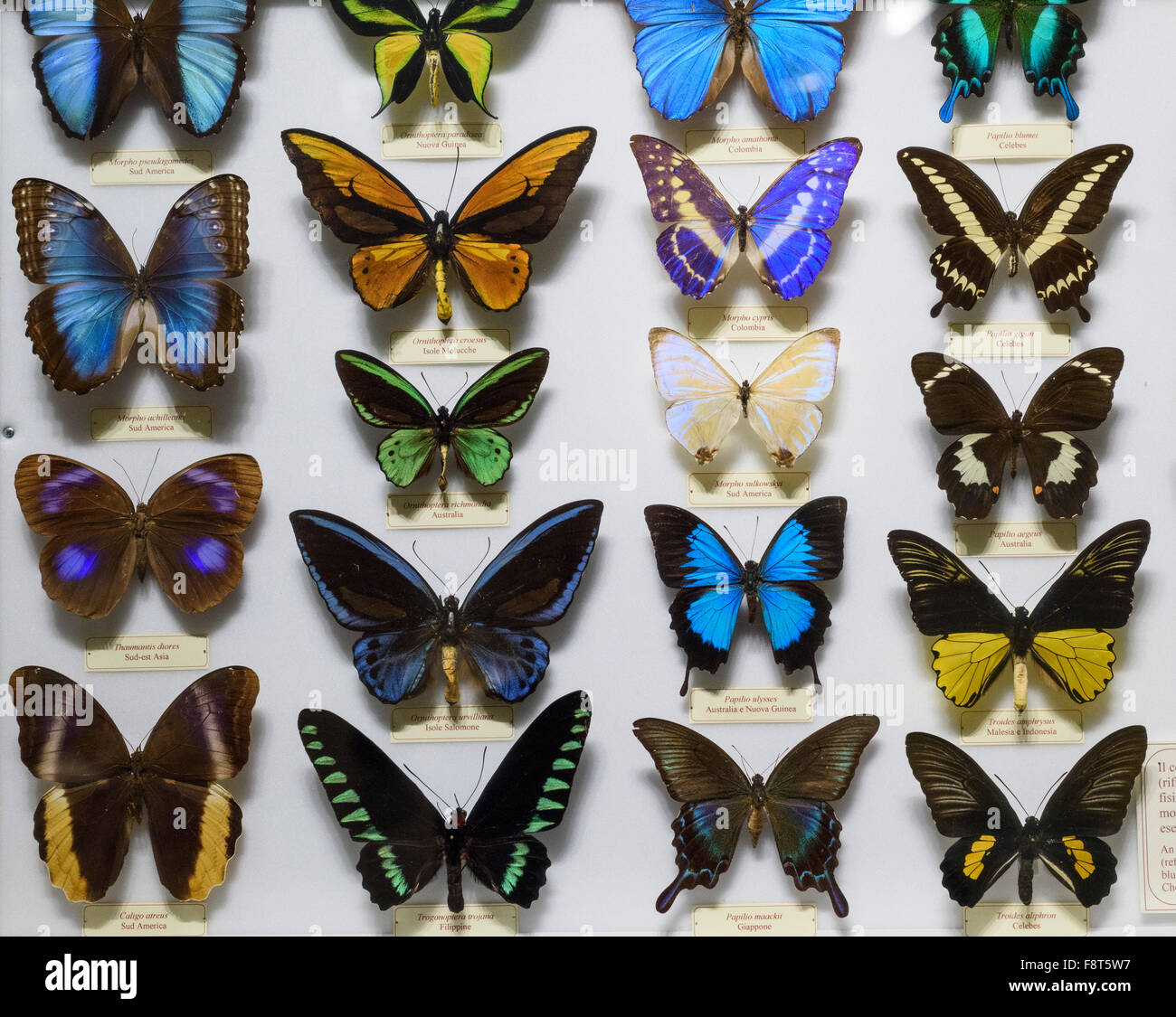 Florenz. Italien. Colouful Anzeige der Schmetterlinge bei La Specola, Museum für Zoologie und Naturgeschichte. Stockfoto