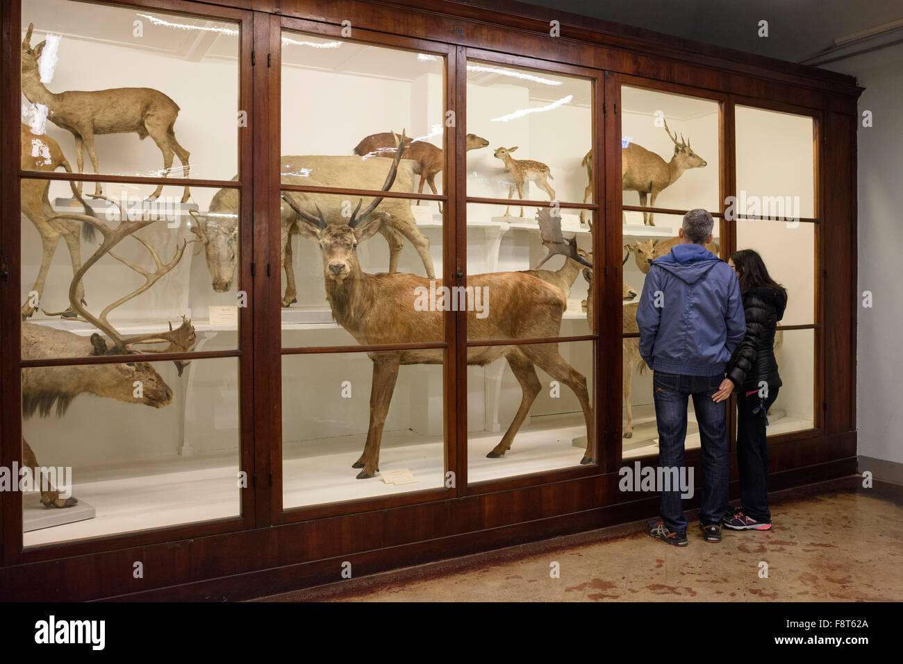 Florenz. Italien. La Specola, Museum für Zoologie und Naturgeschichte. Stockfoto