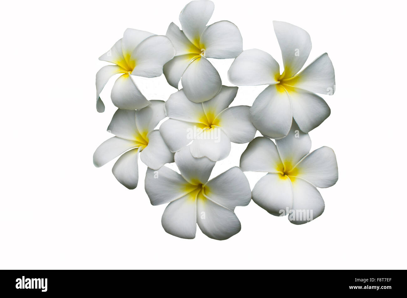 weißen Blüten des Pakhipodium mit dem gelben Zentrum auf weißem Hintergrund Stockfoto