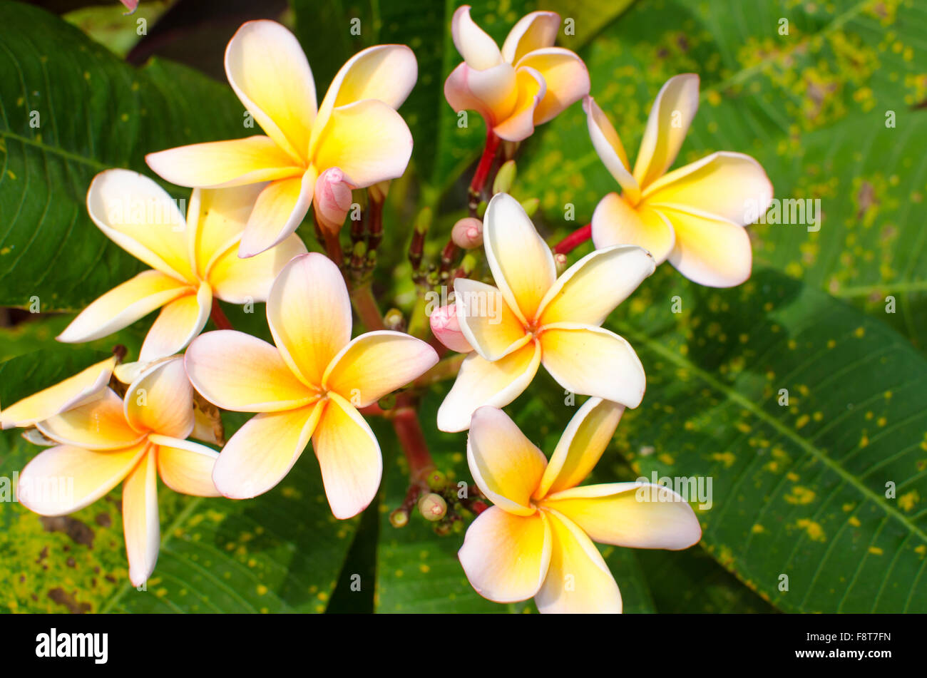Blumen von Bericht Internet-Dating-Betrüger fbi