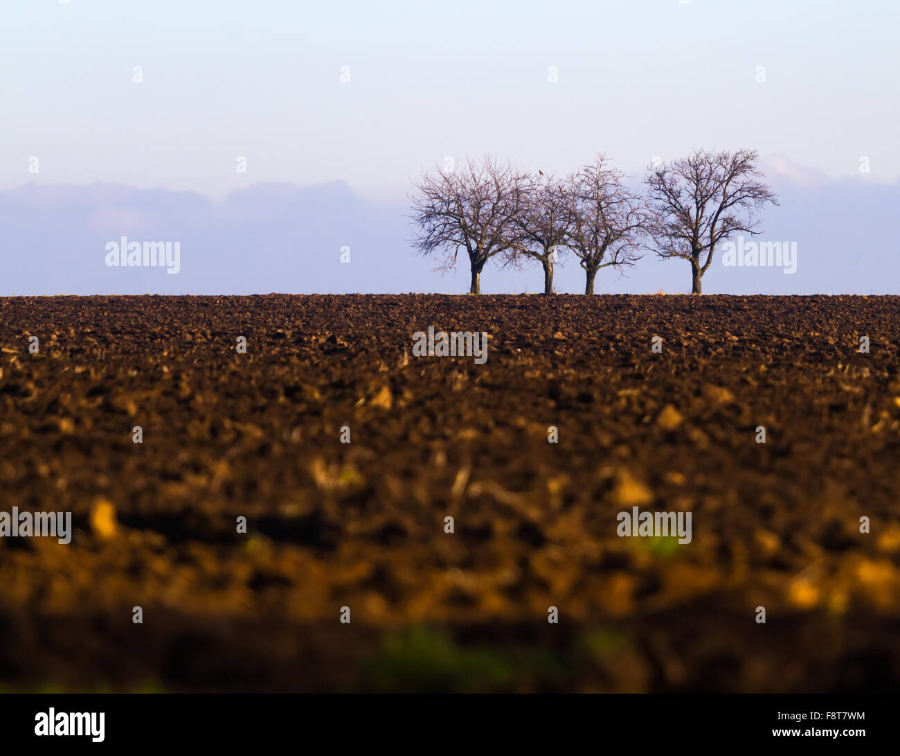 Die Bäume am Ende des frisch gepflügtes Feld Stockfoto