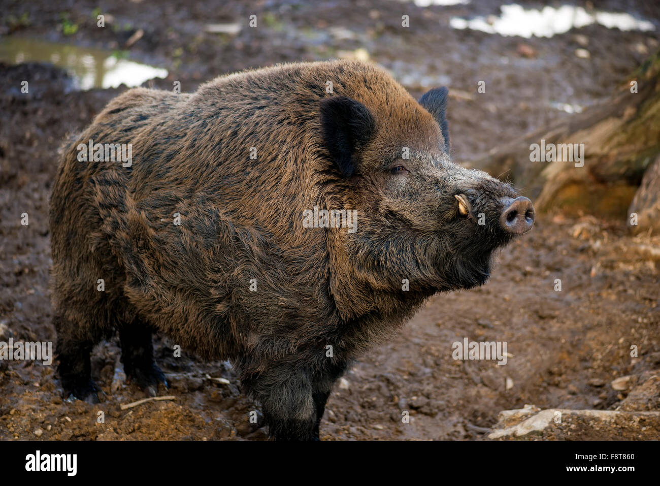 Wildschwein im zoo Stockfoto