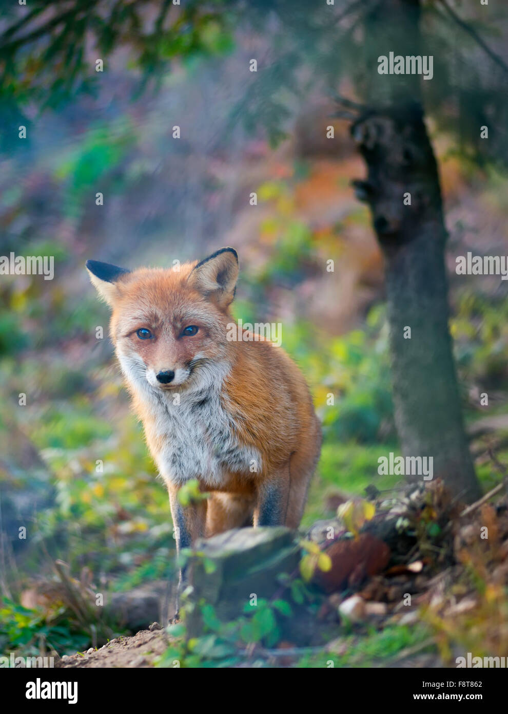 Red Fox in den herbstlichen Wald Stockfoto