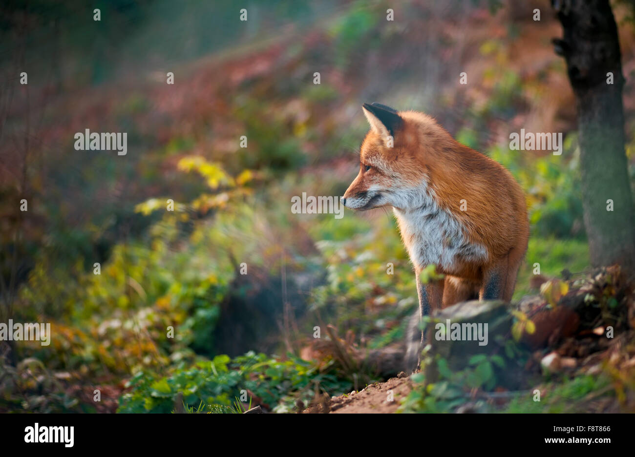 Red Fox etwas anhören Stockfoto