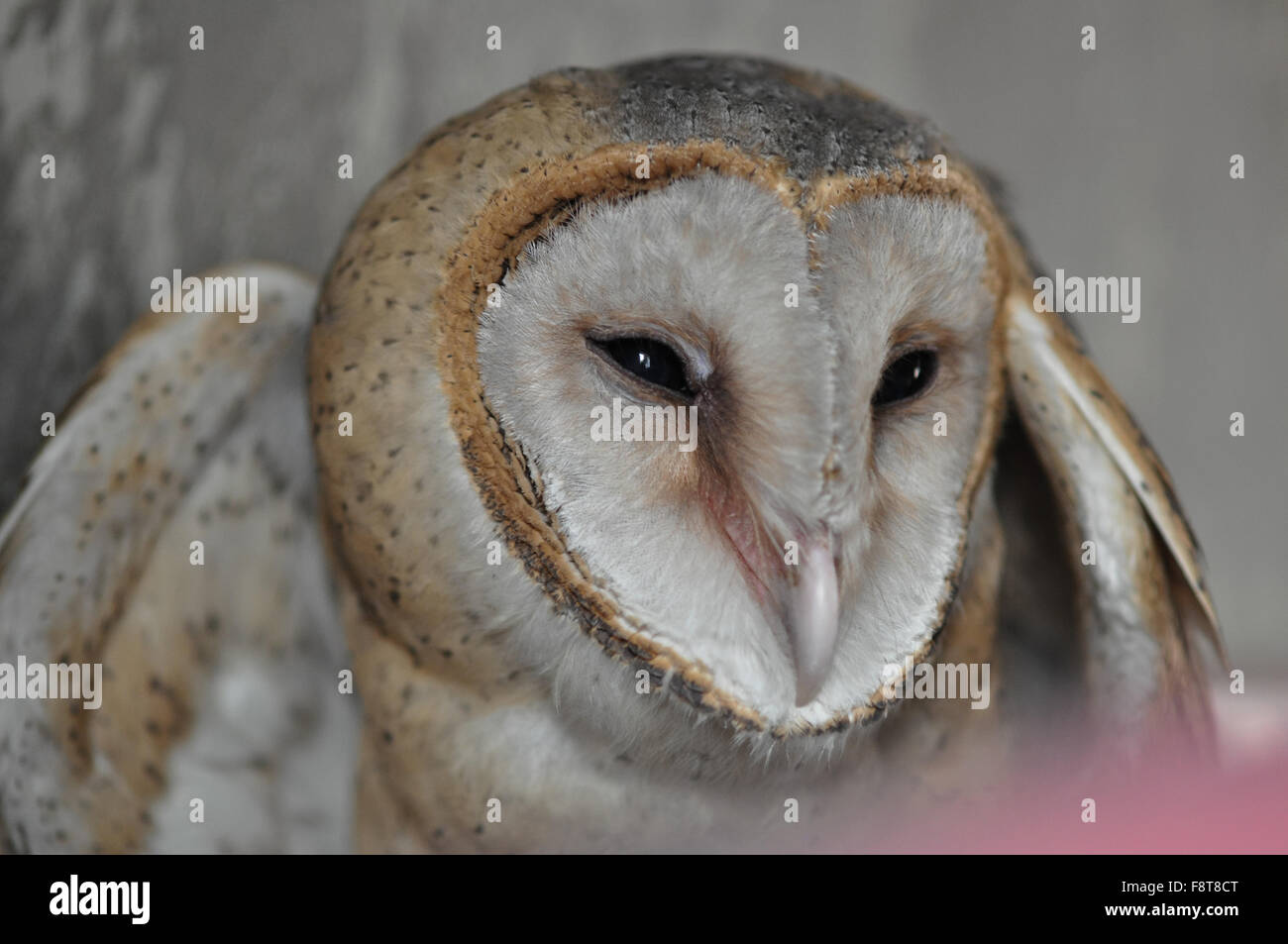 Schleiereule Tyto Alba (Scopoli) ein Herz geformt Gesicht Buff zurück und Flügel und reinweiß Unterkörper, es ist ein unverwechselbares Vogel beten. Stockfoto