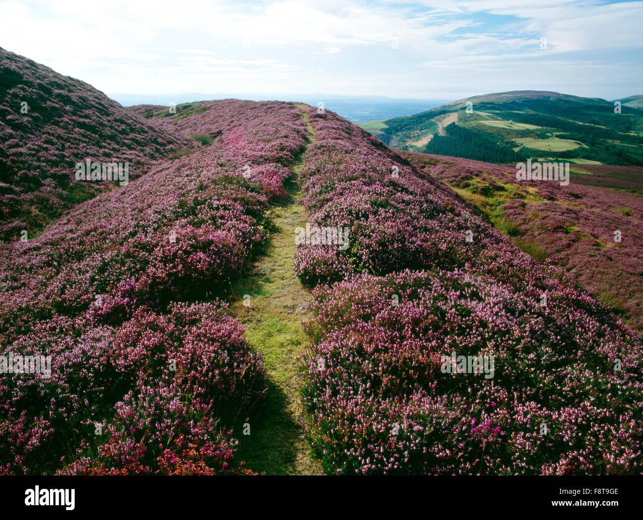 Heather erstreckt sich über die Wälle der Moel Arthur Burgberg in den Clwydian Hügeln, ein weiteres Eisenzeit Fort verteidigt Penycloddiau um R. Denbigh/Flint Grenze hinten. Stockfoto