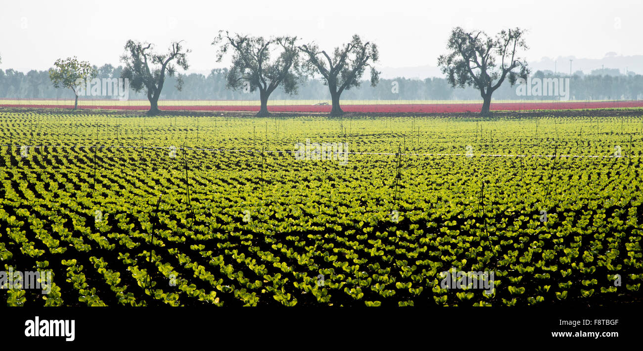 Feldsalat mit Olivenbäumen Stockfoto