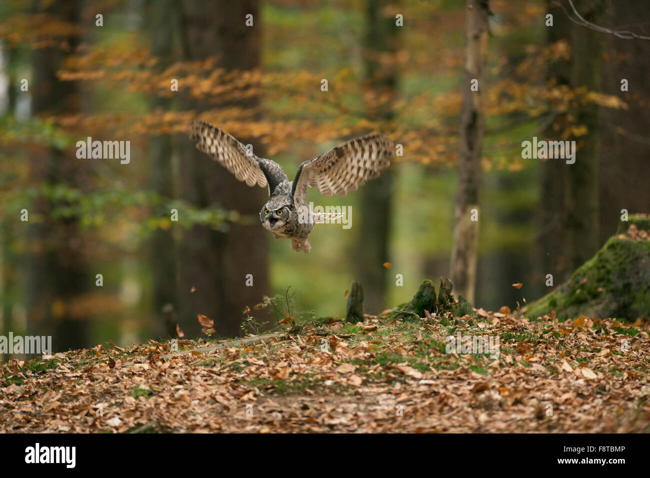 Große gehörnte Eule / Tiger Owl / Virginia-Uhu (Bubo Virginianus) im Flug durch einen herbstlichen Laub-Wald. Stockfoto