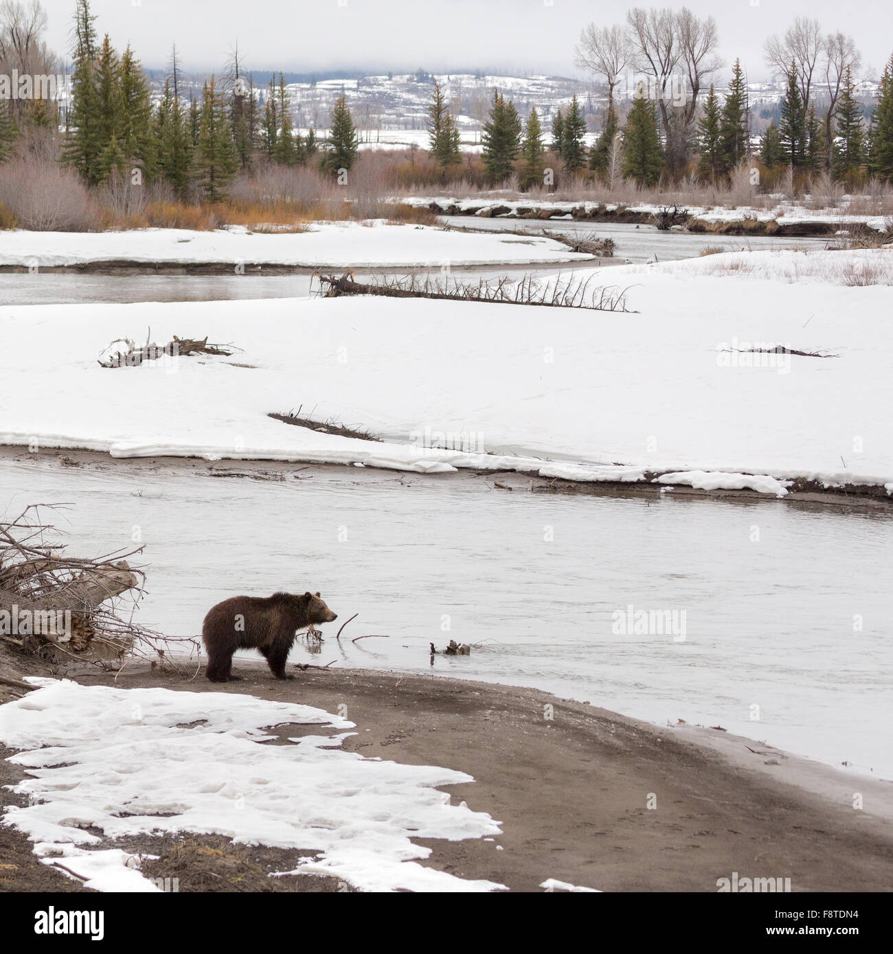 Grizzly Bear #760 des Grand Teton National Park, zu Fuß entlang dem Buffalo Fork River, Grand-Teton-Nationalpark, Wyoming Stockfoto