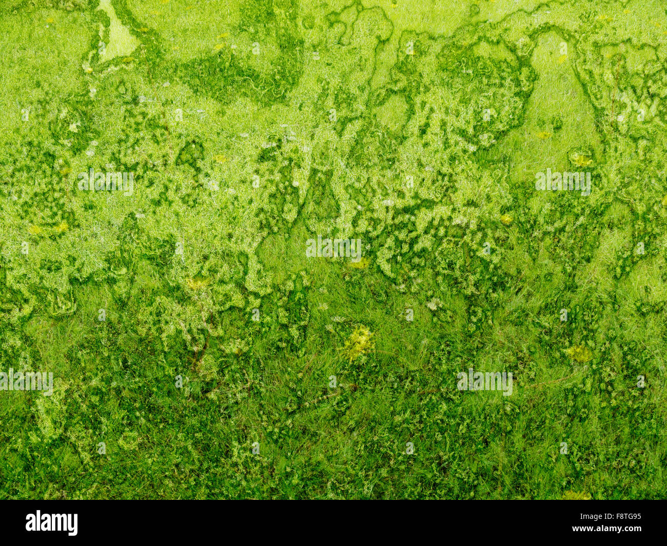 Hintergrund grüne rauhe Textur mit Gras- und Rost Stockfoto
