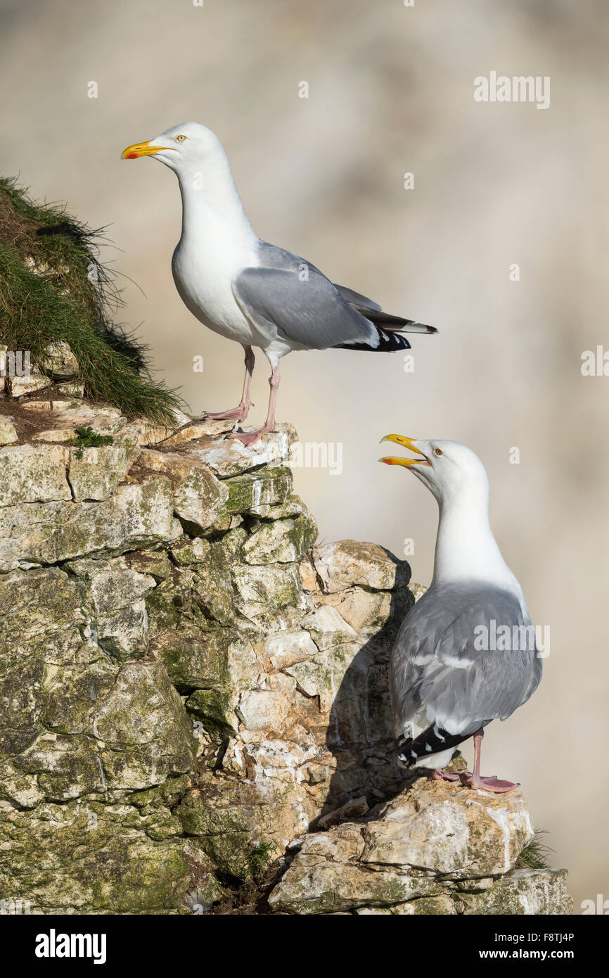 Europäische Silbermöwe Larus Argentatus, Erwachsene, thront & Berufung vom Felsvorsprung, Bempton Cliffs, Yorkshire, Großbritannien im Juni. Stockfoto