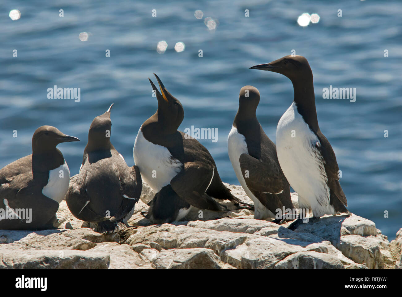 Trottellummen in der Brutzeit auf den Farne Islands Northumberland Stockfoto