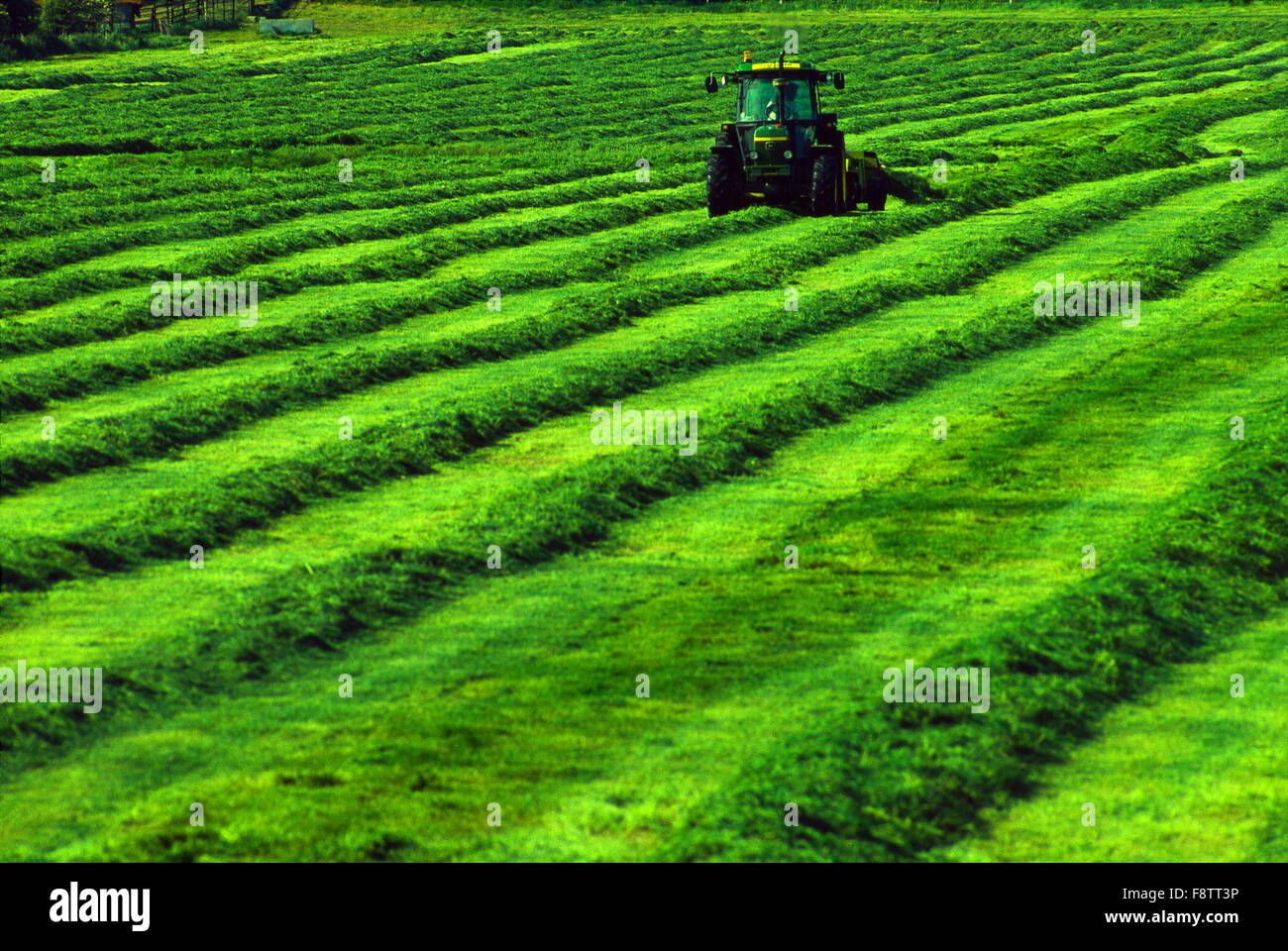 AJAXNETPHOTO. SOUTHAMPTON, ENGLAND. -SILAGE GRASS ERNTE - EIN TRAKTOR, EIN FELD DES GRASES IN SCHWADEN FÜR MAKING VIEH SILAGE MÄHEN. FOTO: JONATHAN EASTLAND/AJAX REF: 151504 2 Stockfoto