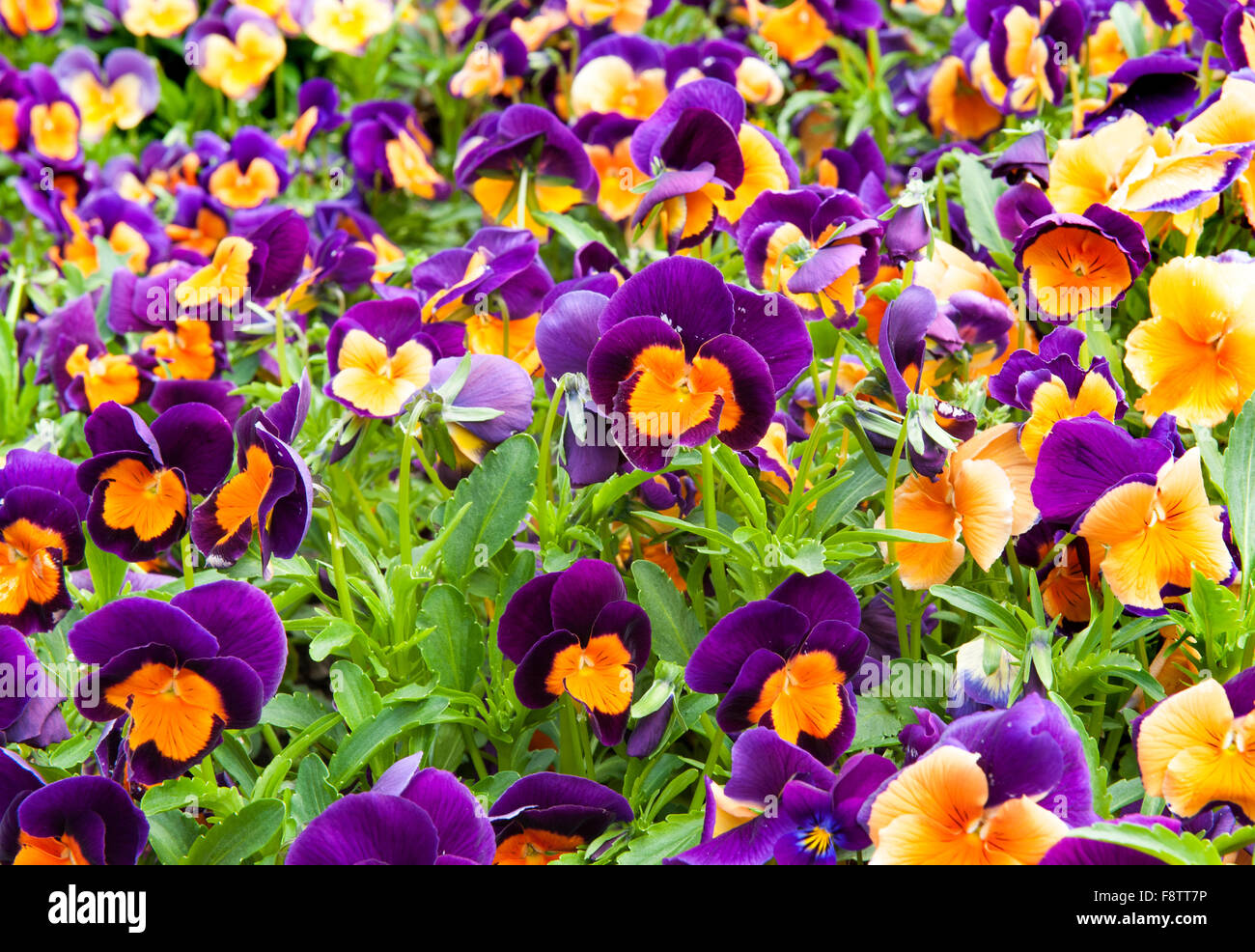 Rosa und orange Blumen im Garten lateinische Bezeichnung Viola tricolor Stockfoto