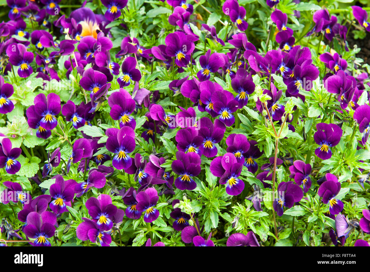Rosa Blume im Garten lateinische Bezeichnung Viola tricolor Stockfoto