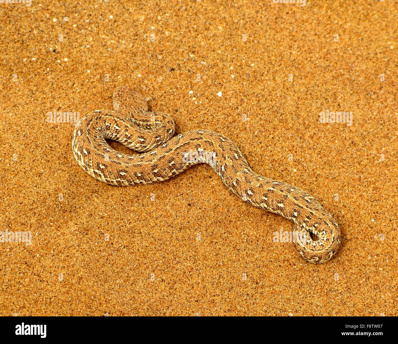 Giftige Peringuey Addierer oder vorwärtsschlängelnden Adder Schlange (Bitis Peringueyi) auf dem gelb-Orange namibischen Sand der Namib-Wüste nea Stockfoto