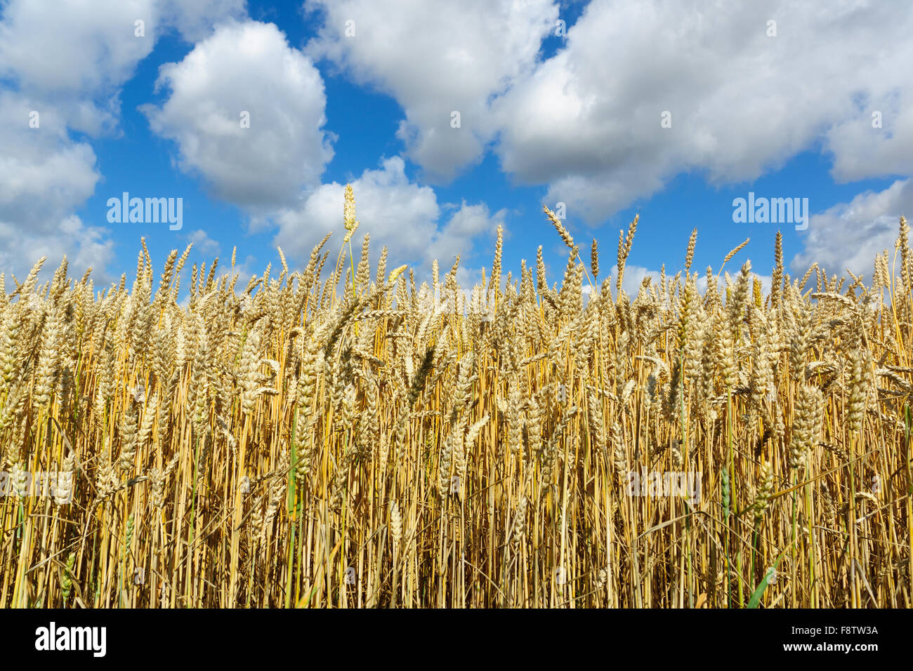 hohe gelbe Ähren gegen den blauen Himmel Stockfoto