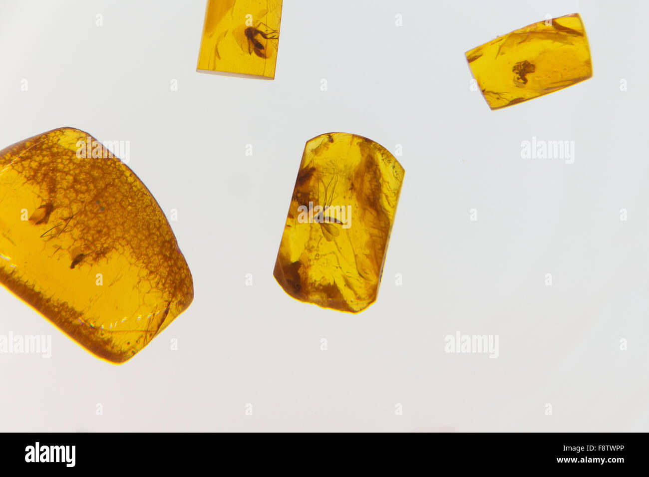 Bernstein Scheiben mit den alten Insekten, die in es versteift Stockfoto