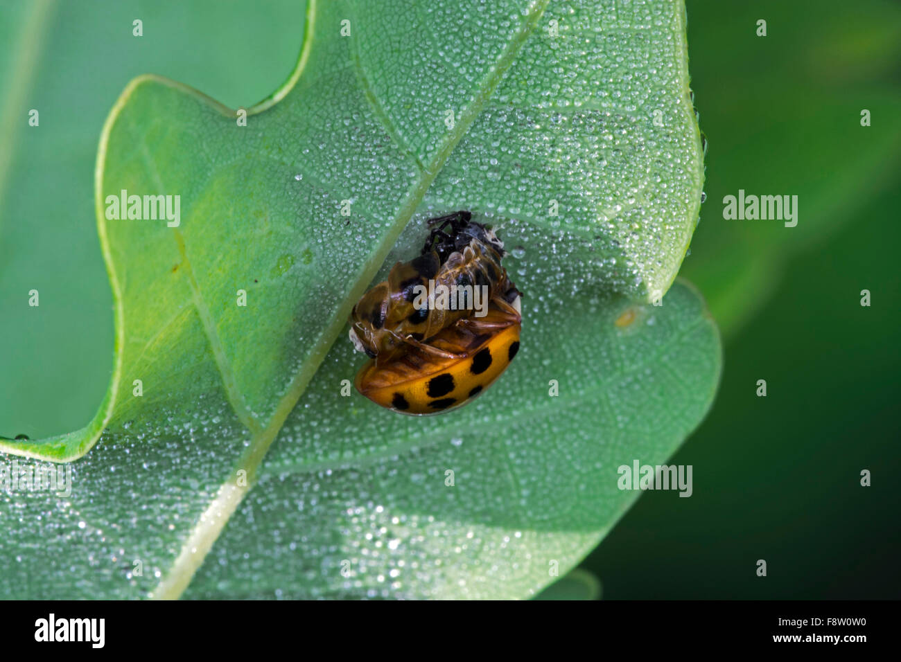 Harlekin-Marienkäfer / multicolored Asian Lady beetle (Harmonia Axyridis) frisch aus der Puppe Stockfoto